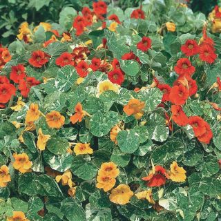 Alaska Mix Nasturtium Thumbnail